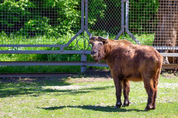 Takin ( Budorcas taxicolor ) in captivity — Stock Photo, Image