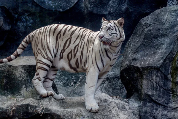 Белый тигр (Panthera tigris ) — стоковое фото