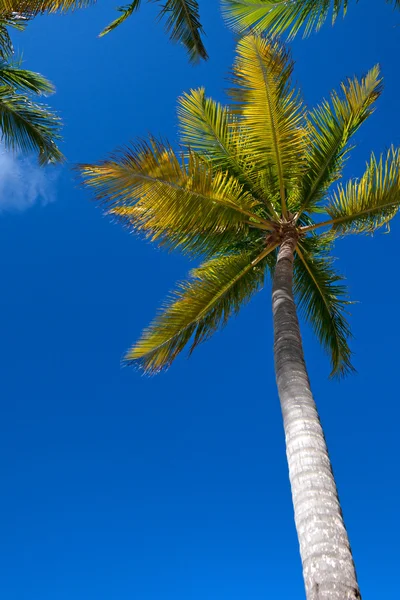 Praia tropical com palmeira — Fotografia de Stock