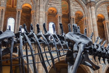 23. 07. 2015 Londra, İngiltere, Doğal Tarih Müzesi - bina ve Ayrıntılar