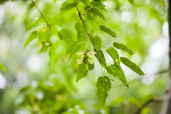 Acer kawakamii (kawakamii maple) - leaves and details — Stock Photo, Image