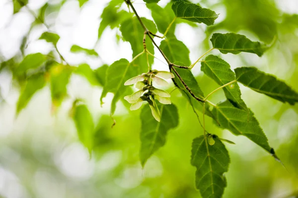 Acer kawakamii (kawakamii maple) - leaves and details — Stock Photo, Image