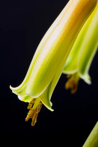 Flor de aloe vera con detalles y fondo oscuro — Foto de Stock