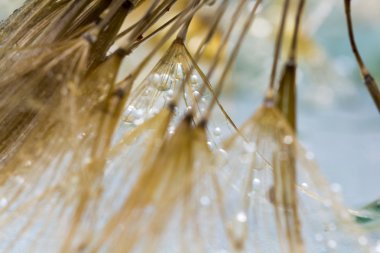 karahindiba tohumları ile doğal zemin üzerine su damlaları