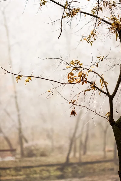 Plantas y hojas congeladas con detalles a finales de otoño — Foto de Stock