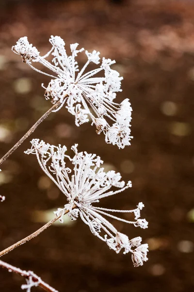 Frozen plants and leaves with details at the end of autumn — Stock Photo, Image