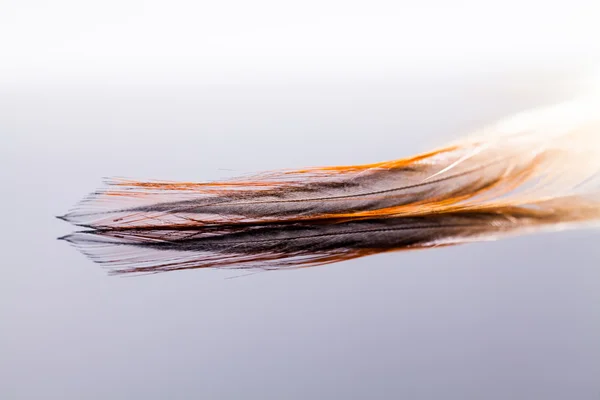 Colorful rooster feather with details and reflexions — Stock Photo, Image