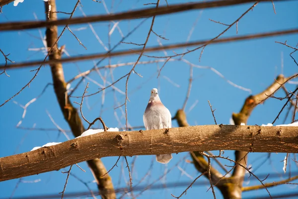 Güneşli kış günü parkta güvercinler — Stok fotoğraf