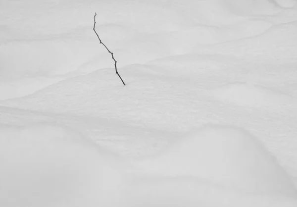 Abstract snow shapes with dried plants — Stock Photo, Image