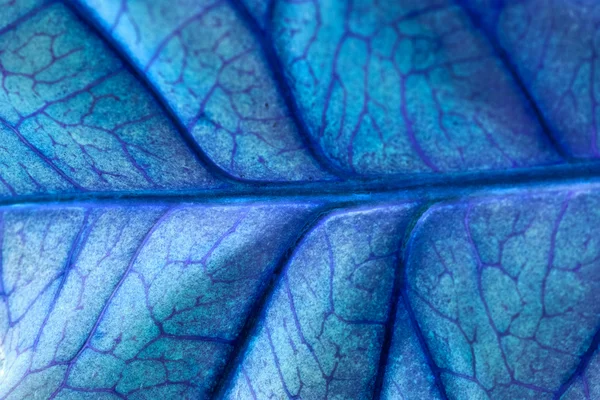 Codiaeum leaves with beautiful vein and details - inverted colors — Stock Photo, Image