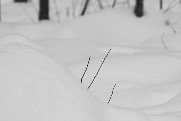 Forme astratte di neve con piante essiccate — Foto Stock