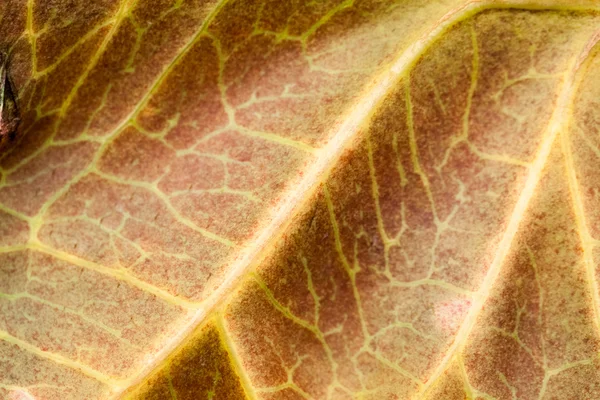 Codiaeum blad med vackra ven och Detaljer — Stockfoto