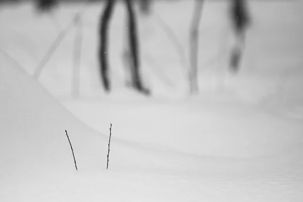 Abstract snow shapes with dried plants — Stock Photo, Image