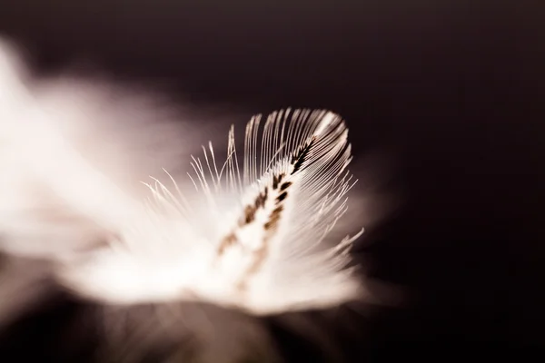 Abstract composition with rooster feather — Stock Photo, Image