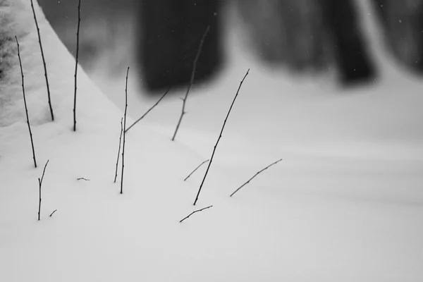 Forme astratte di neve con piante essiccate — Foto Stock