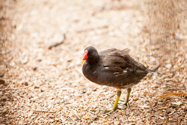 Beau canard à côté de l'eau — Photo