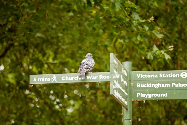 22.07.2015, LONDON, UK. Pigeon resting on street marks in the park — Stock Photo, Image