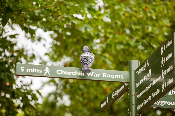 22.07.2015, London, Großbritannien Taube ruht auf Straßenmarkierungen im Park — Stockfoto