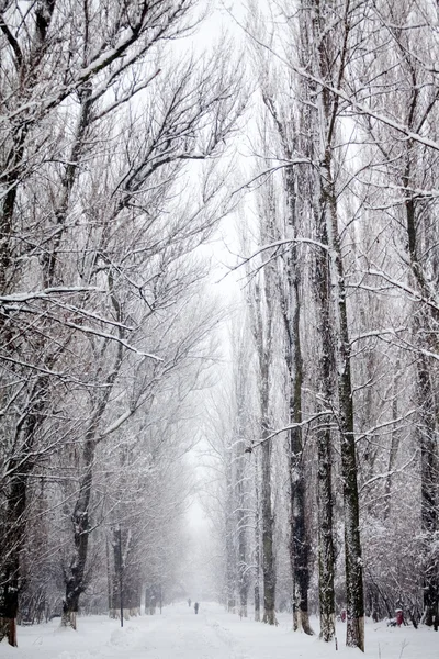 下雪在公园里的景观 — 图库照片