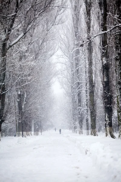 Sneeuwt landschap in het park — Stockfoto