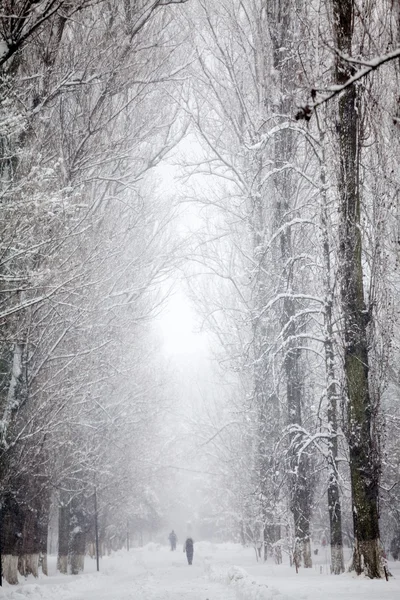 Paisagem nevando no parque — Fotografia de Stock