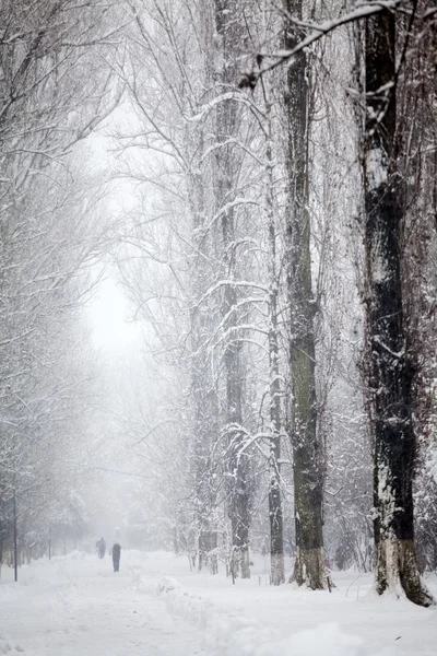 Paisagem nevando no parque — Fotografia de Stock