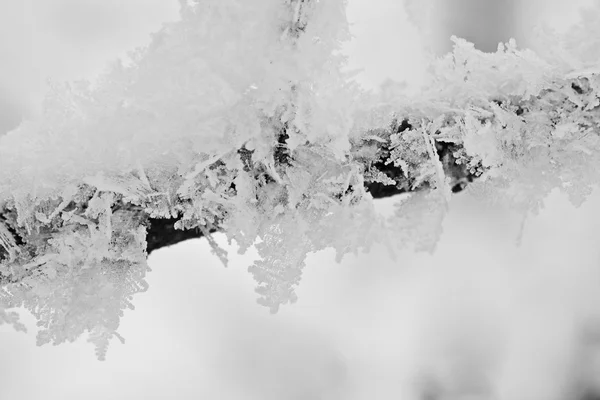 Dettagli da un ramo pieno di hoarfrost con sfondo naturale — Foto Stock