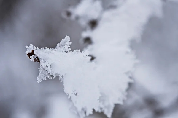 Detaljer från en gren som är full av rimfrost med naturlig bakgrund — Stockfoto