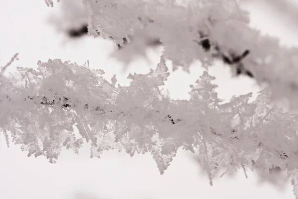 Λεπτομέρειες από ένα κλαδί γεμάτο παγετός με φυσικό υπόβαθρο — Φωτογραφία Αρχείου