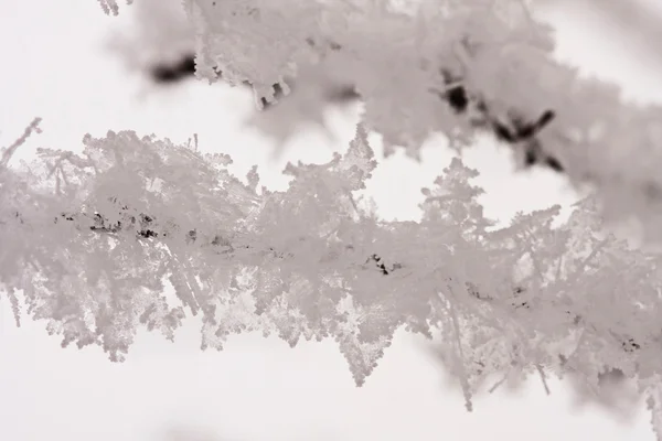 Details van een tak van rijm vol natuurlijke achtergrond — Stockfoto