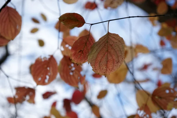 Belle foglie autunnali nel parco — Foto Stock