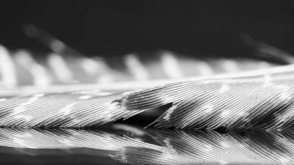 Guinea hen feather with dark background — Stock Photo, Image