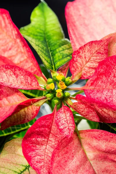 Atatürk çiçeği (Euphorbia Pulcherrima) - güzel bitki çiçek ve ayrıntıları ile — Stok fotoğraf