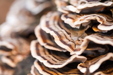 Eski bir sandık ile doğal arka plan - güzel ayrıntılar üzerinde renkli ağaç mantar