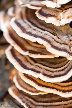 Eski bir sandık ile doğal arka plan - güzel ayrıntılar üzerinde renkli ağaç mantar