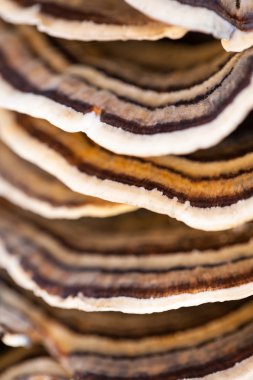 Eski bir sandık ile doğal arka plan - güzel ayrıntılar üzerinde renkli ağaç mantar