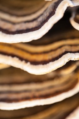 Eski bir sandık ile doğal arka plan - güzel ayrıntılar üzerinde renkli ağaç mantar