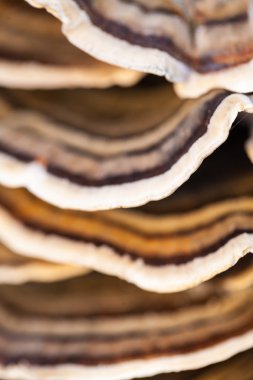 Eski bir sandık ile doğal arka plan - güzel ayrıntılar üzerinde renkli ağaç mantar