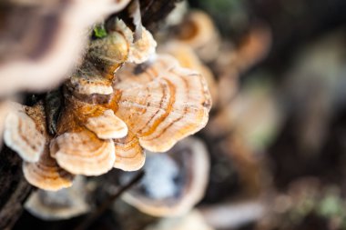 Eski bir sandık ile doğal arka plan - güzel ayrıntılar üzerinde renkli ağaç mantar
