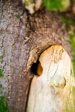 Ağaç kabuğu - doku ve çok yumuşak odak ile arka plan üzerinde yeşil yosun ile soyut kompozisyon