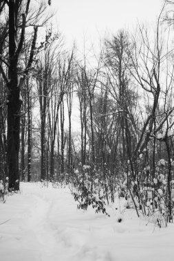 Peyzaj Park kar yağışı