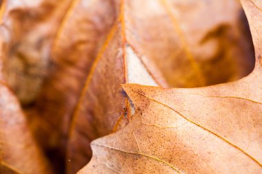 Parkta güzel sonbahar yaprakları