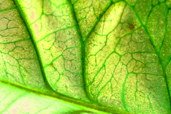 Folhas de Codiaeum com veia bonita e detalhes — Fotografia de Stock