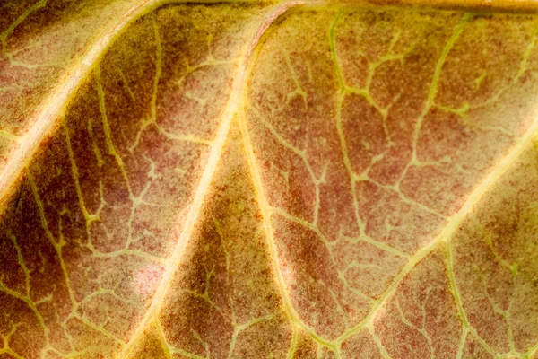 Codiaeum liści z pięknym żyły i szczegóły — Zdjęcie stockowe
