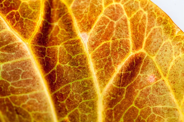 Codiaeum blad med vackra ven och Detaljer — Stockfoto