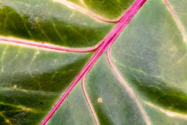 Folhas de Codiaeum com veia bonita e detalhes — Fotografia de Stock