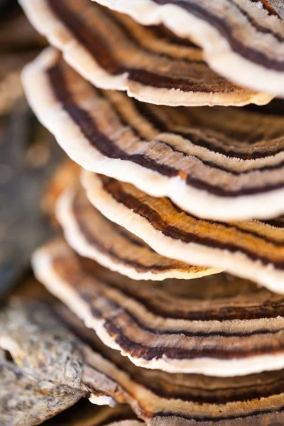 Cogumelos de árvore coloridos em um velho tronco com fundo natural - belos detalhes — Fotografia de Stock