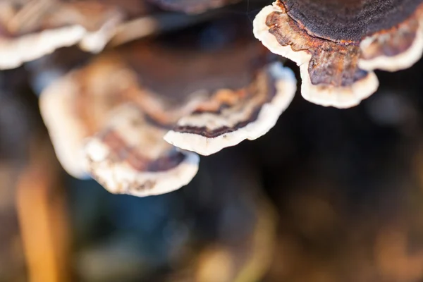 Colorful tree mushrooms on an old trunk with natural background - beautiful details — Stock Photo, Image