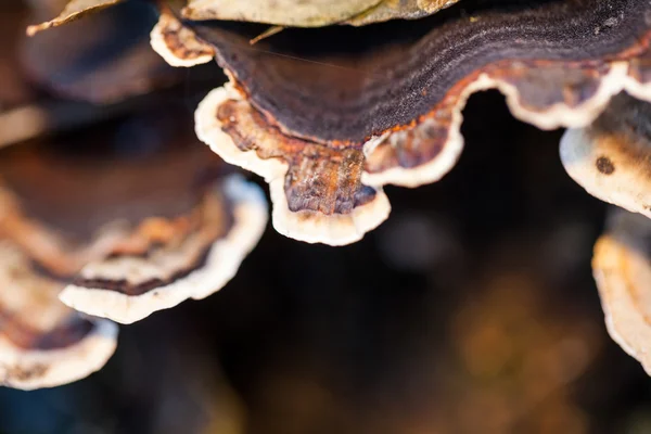 Colorful tree mushrooms on an old trunk with natural background - beautiful details — Stock Photo, Image