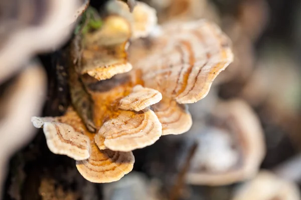 Colorful tree mushrooms on an old trunk with natural background - beautiful details — Stock Photo, Image